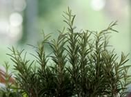 Nutrition in rosemary. (Image via Freepik)